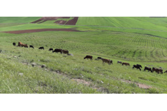 عکس‌های مرتع