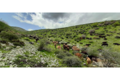 عکس‌های مرتع