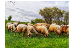 عکس‌های مرتع