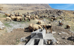 عکس‌های مرتع