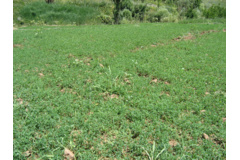 عکس‌های مرتع