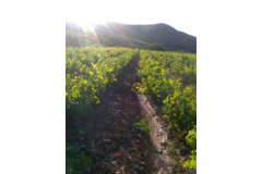 عکس‌های جنگل