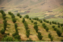 عکس‌های جنگل