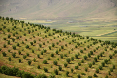 عکس‌های جنگل