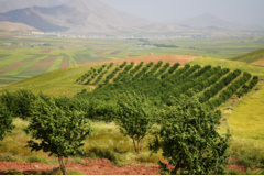 عکس‌های جنگل