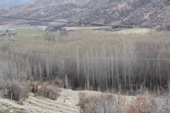 عکس‌های جنگل