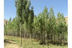 عکس‌های جنگل