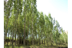 عکس‌های جنگل