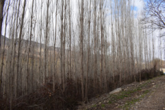 عکس‌های جنگل