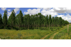 زراعت چوب (درخت بکاریم، چوب برداشت کنیم)