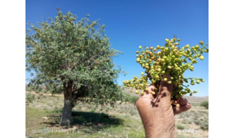 برداشت میوه نارس درخت بنه (بنه شه) در خرامه ممنوع شد و برخورد قضایی در انتظار متخلفان