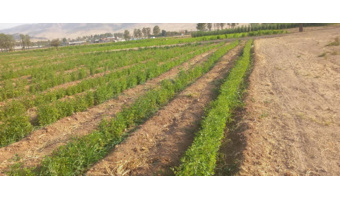 تولید ۶٫۷۰۰٫۰۰۰ اصله نهال در شهرستان خفر