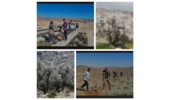 کاشت ۲۰۰ هکتار از اراضی ملی شهرستان بوانات در راستای حفظ و احیای رویشگاه های طبیعی