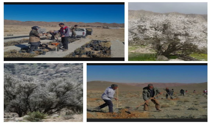 کاشت ۲۰۰ هکتار از اراضی ملی شهرستان بوانات در راستای حفظ و احیای رویشگاه های طبیعی