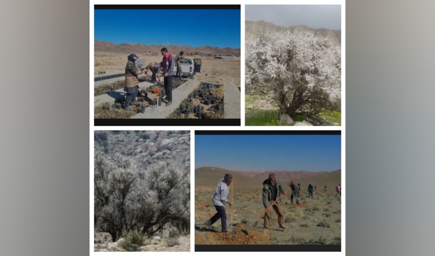 کاشت ۲۰۰ هکتار از اراضی ملی شهرستان بوانات در راستای حفظ و احیای رویشگاه های طبیعی