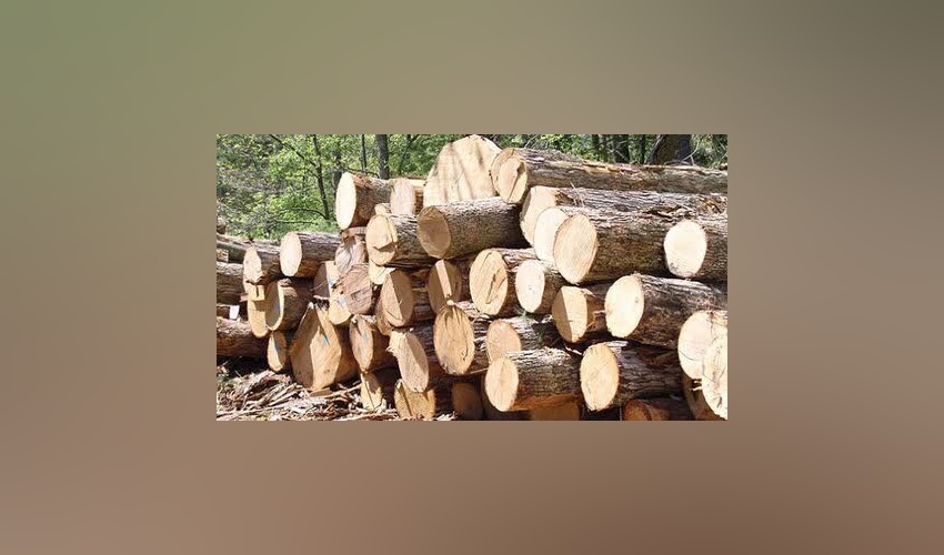 توقیف ۸۰۰۰ کیلوگرم چوب کنار و کهور ایرانی قاچاق در شهرستان خفر