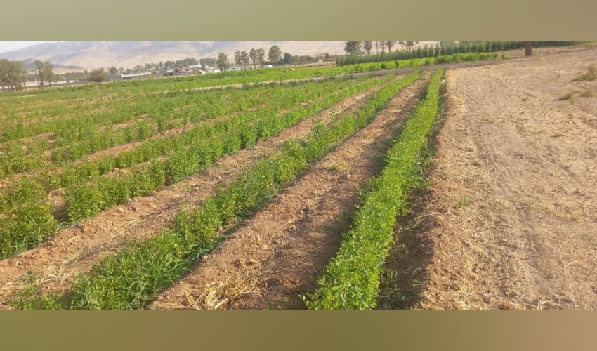تولید ۶٫۷۰۰٫۰۰۰ اصله نهال در شهرستان خفر