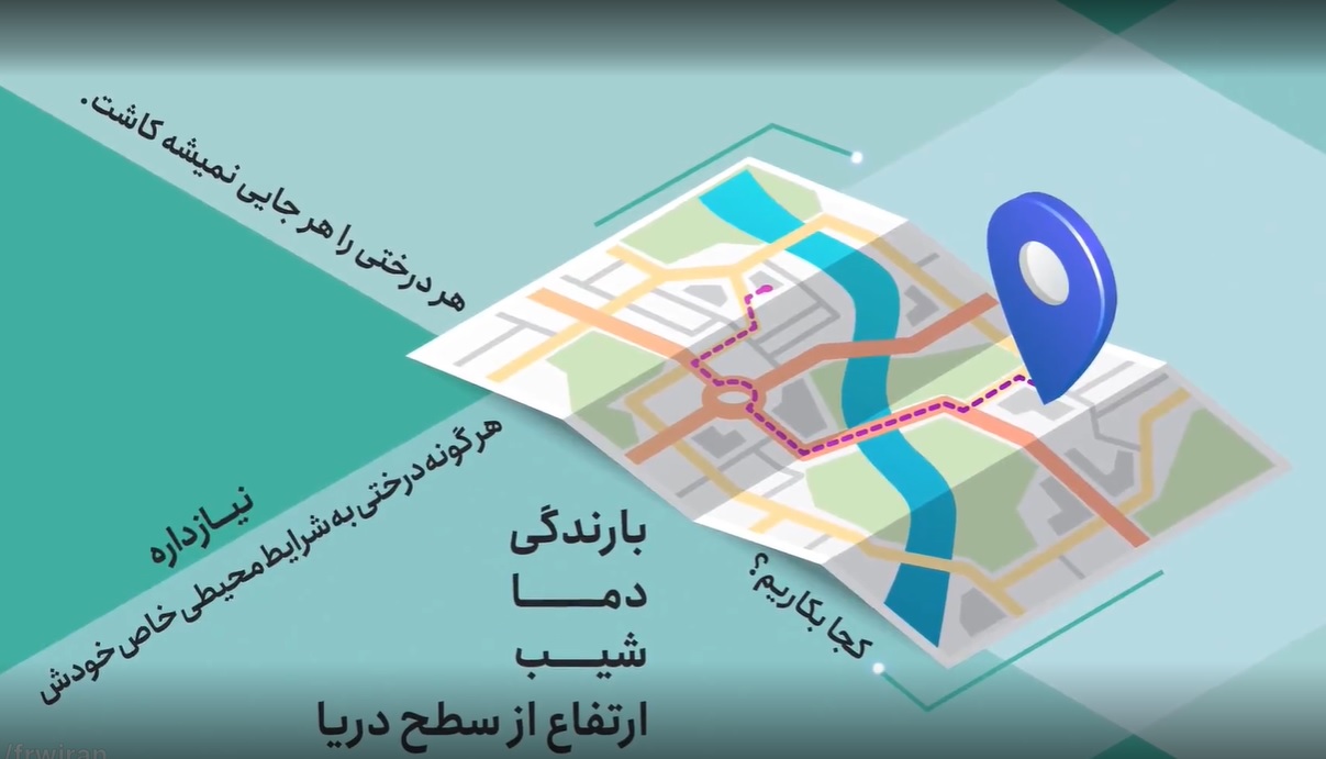 شرایط کاشت و نگهداری درخت